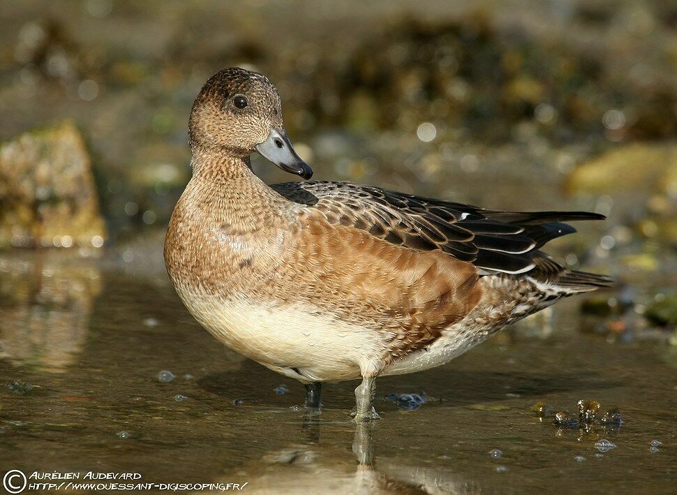 Canard siffleur femelle, identification