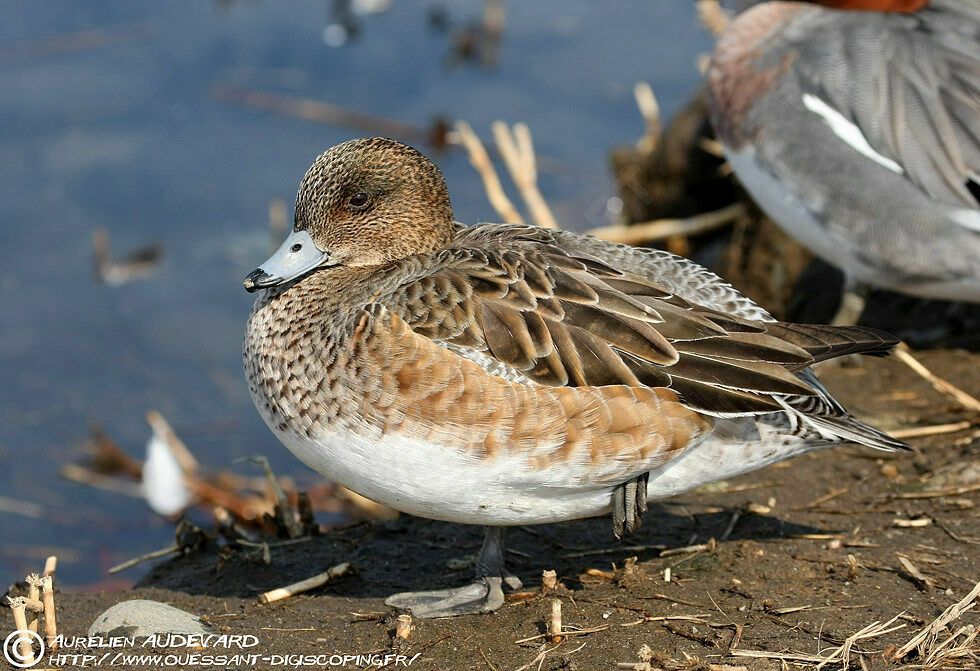 Canard siffleur