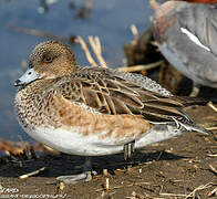 Canard siffleur