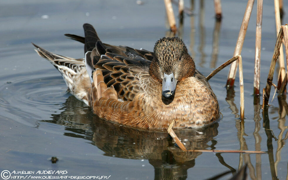 Canard siffleur