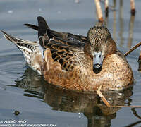 Canard siffleur