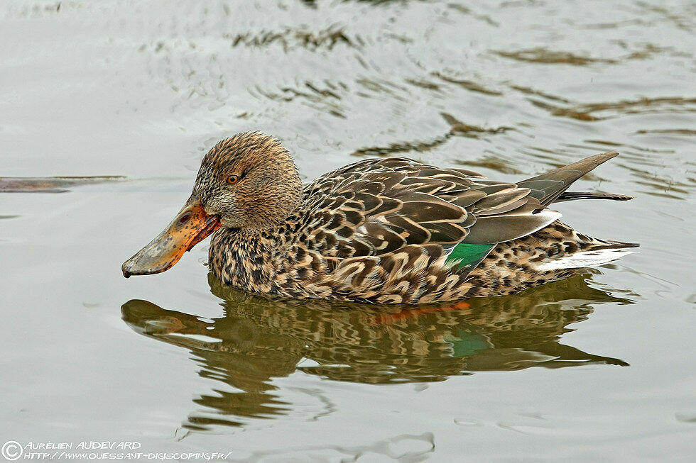 Northern Shoveler