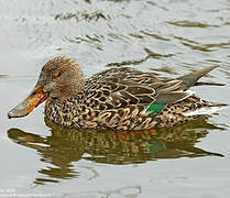 Canard souchet