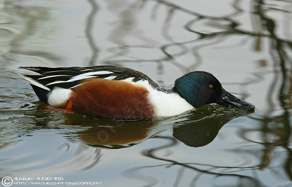 Canard souchet