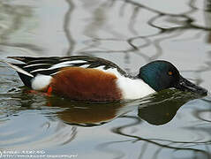 Northern Shoveler