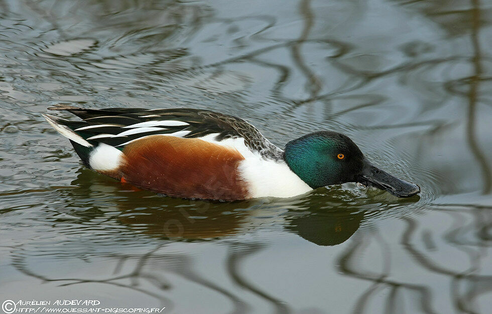 Canard souchet mâle adulte nuptial, identification, régime, Comportement