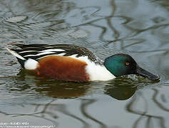 Northern Shoveler