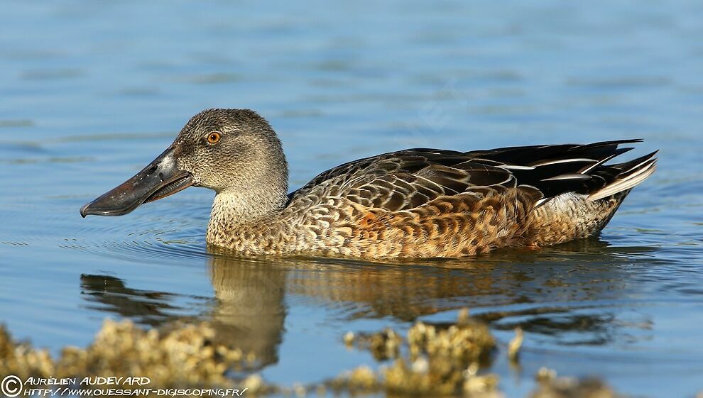 Canard souchet