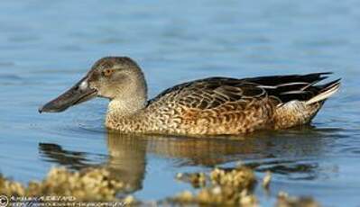 Canard souchet