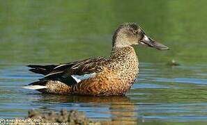 Canard souchet