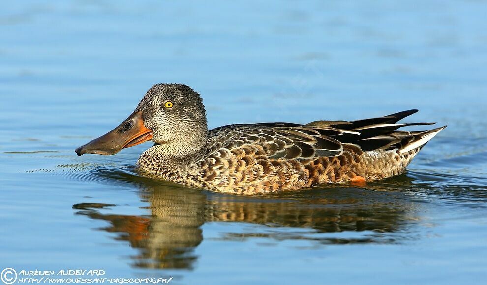 Canard souchet