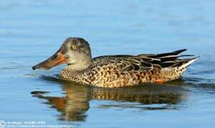 Northern Shoveler