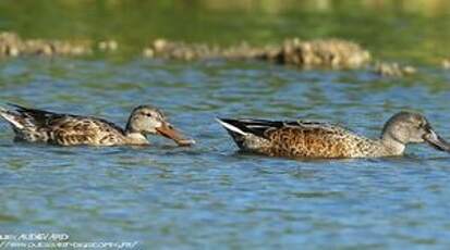 Canard souchet