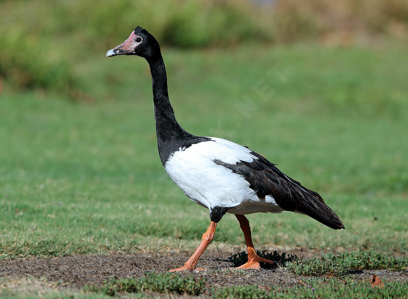 Magpie Goose male, identification