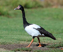 Magpie Goose