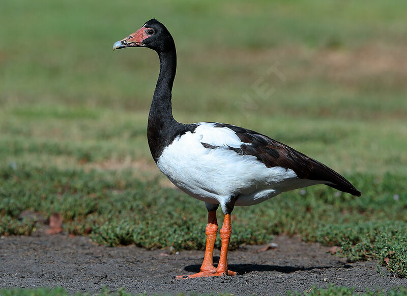 Magpie Goose female, identification