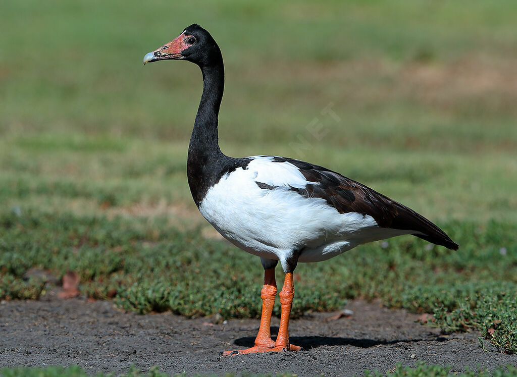 Canaroie semipalmée femelle, identification