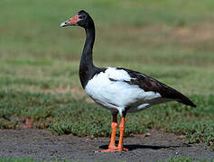 Magpie Goose