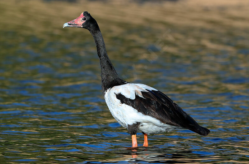 Magpie Goose male adult