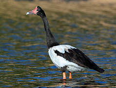 Magpie Goose