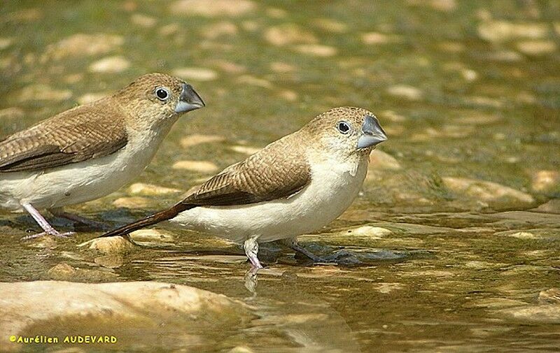 African Silverbill