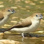 African Silverbill