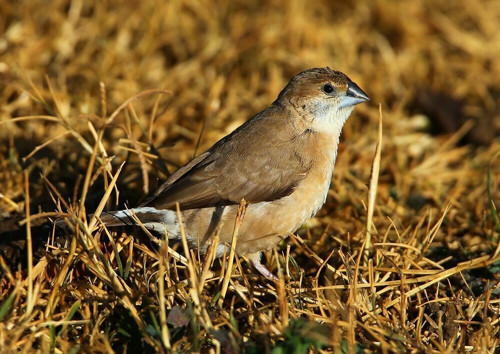 Indian Silverbill