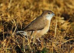 Indian Silverbill