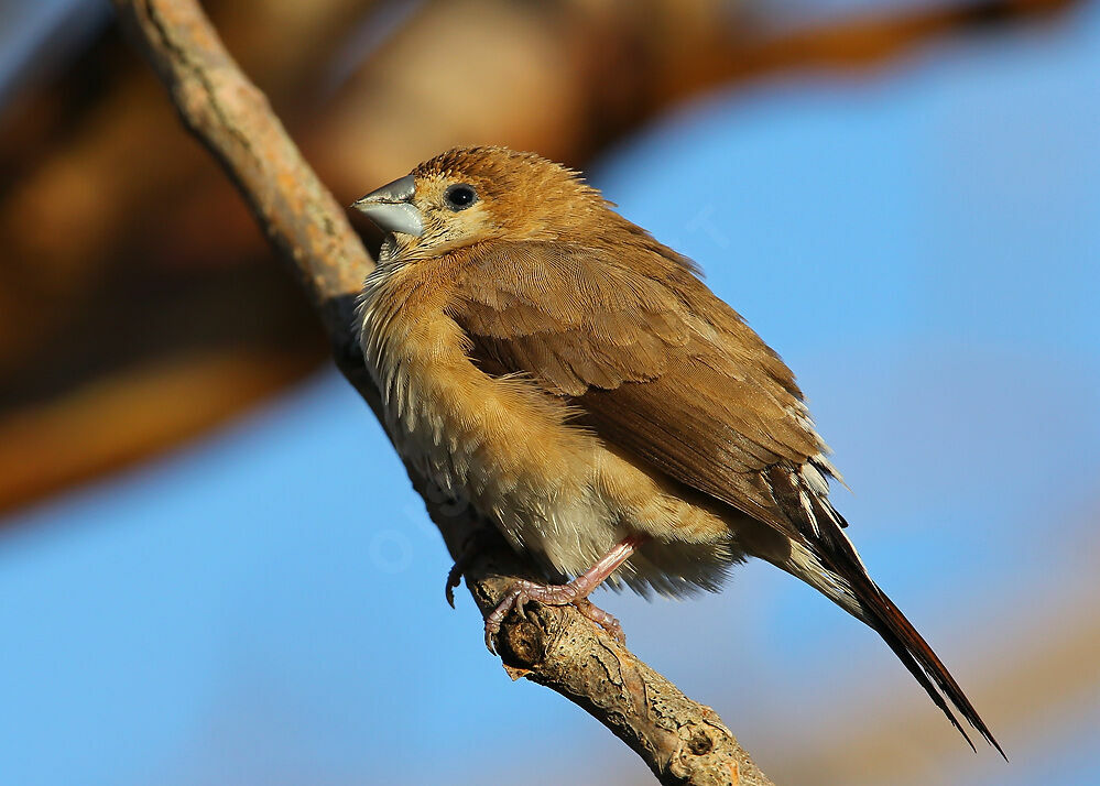 Indian Silverbill, identification