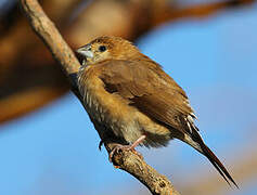 Indian Silverbill