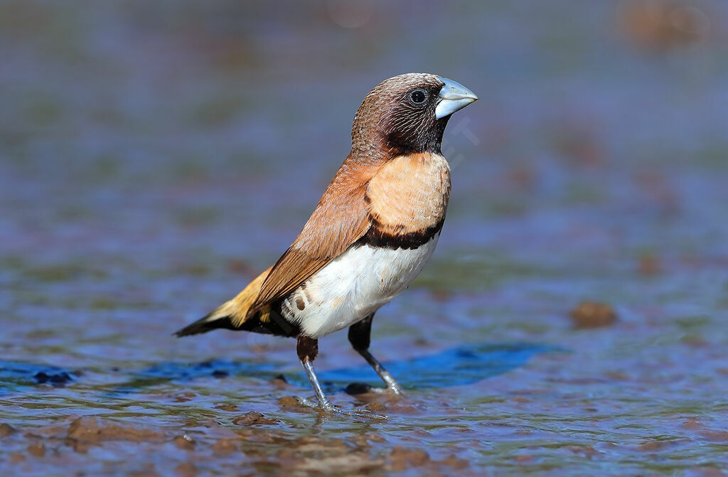 Chestnut-breasted Mannikinadult, identification