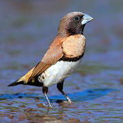 Chestnut-breasted Mannikin