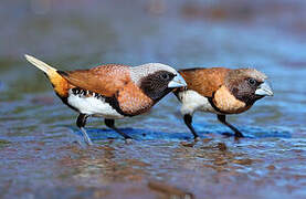 Chestnut-breasted Mannikin