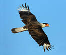 Caracara du Nord