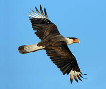 Crested Caracara (cheriway)