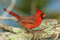 Cardinal rouge