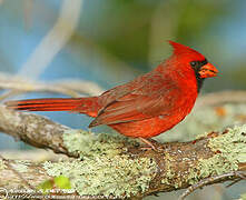 Cardinal rouge