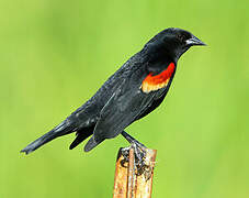 Red-winged Blackbird