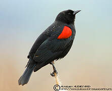 Red-winged Blackbird