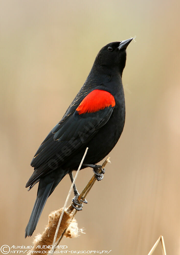 Red-winged Blackbird