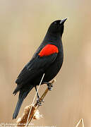 Red-winged Blackbird