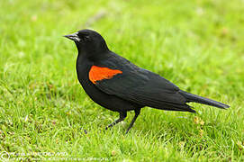 Red-winged Blackbird