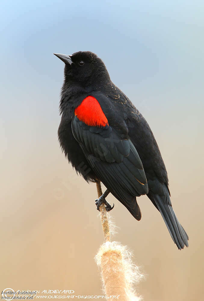 Red-winged Blackbird male adult, pigmentation