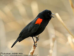 Red-winged Blackbird