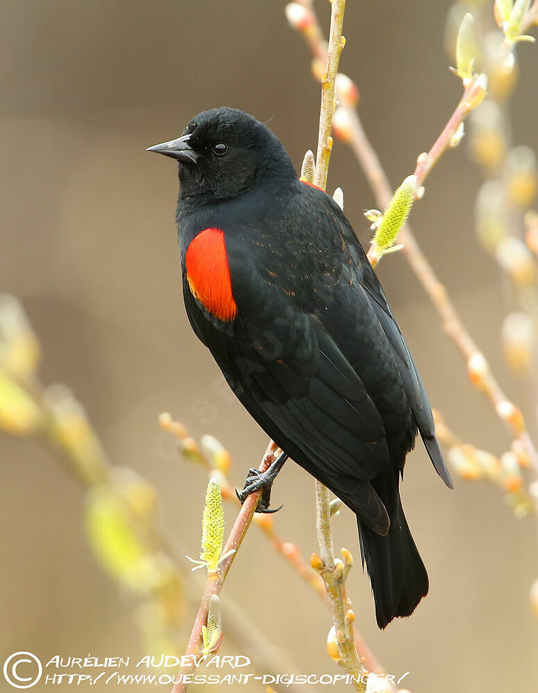 Red-winged Blackbird