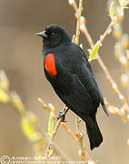 Red-winged Blackbird