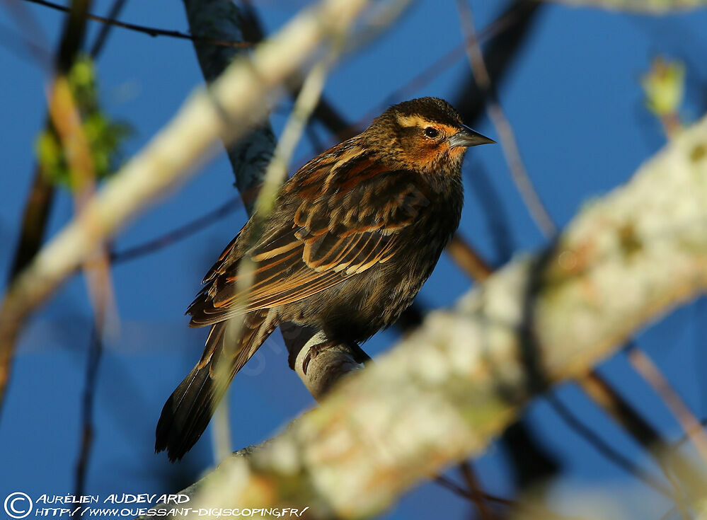 Red-winged Blackbird