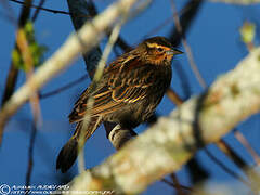 Red-winged Blackbird