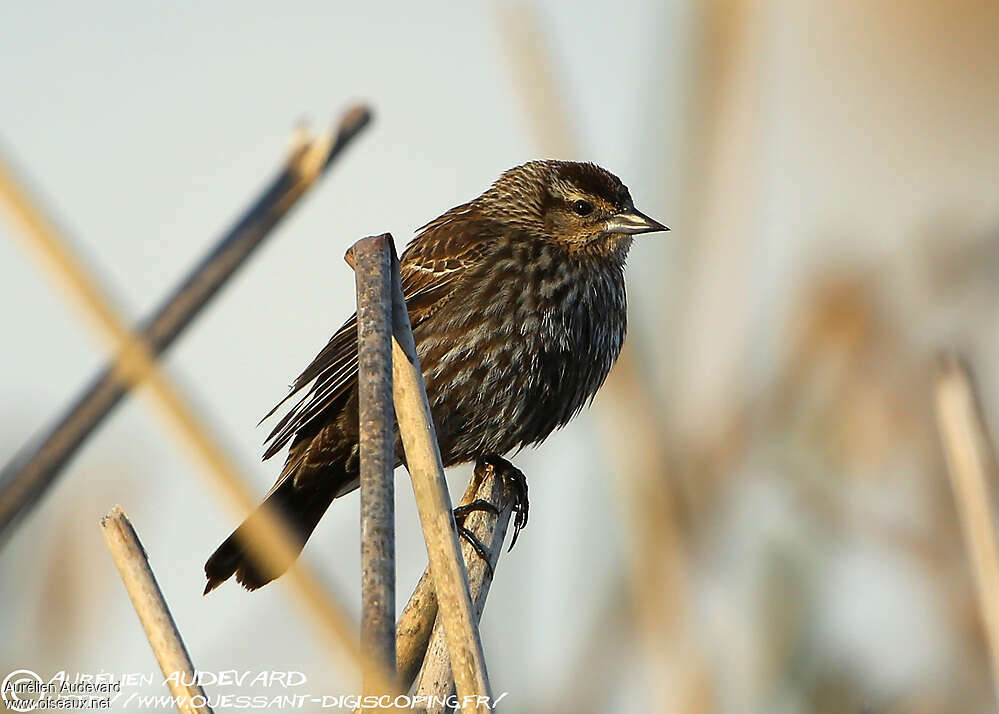 Red-winged Blackbird female adult, habitat, pigmentation