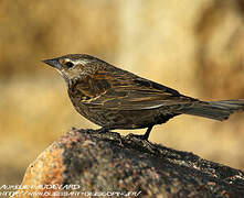 Red-winged Blackbird